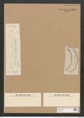 Amphora greundleri Grun. (de-Toni-Nr.: Genus 36, Species 1659) Zeichnungen Sammlung Grunow Nr. 3174 (NHMW-BOT-W0370616)